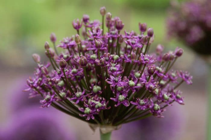 allium 'Crans'