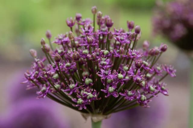 Allium 'Crans'