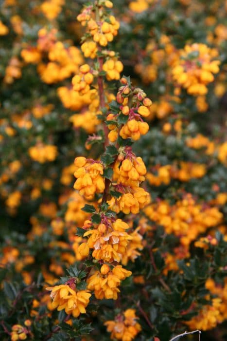 Darwin's barberry 'Compacta'