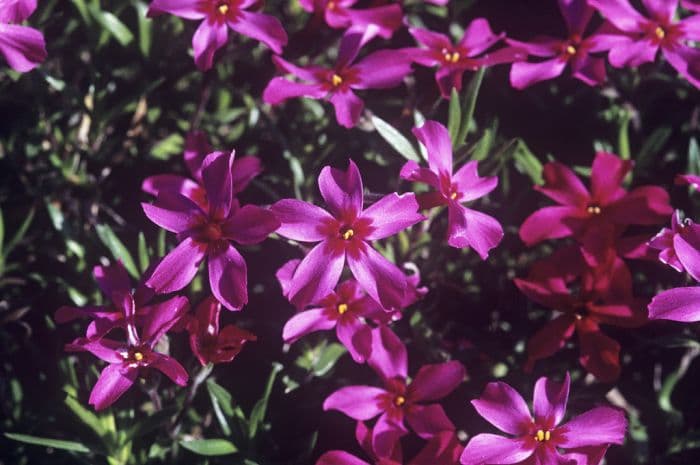 moss phlox 'Tamaongalei'