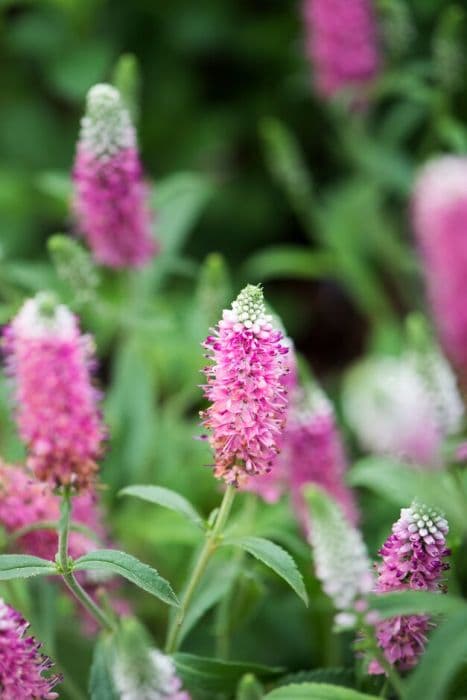 spiked speedwell 'Heidekind'