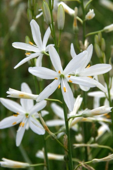 St Bernard's lily