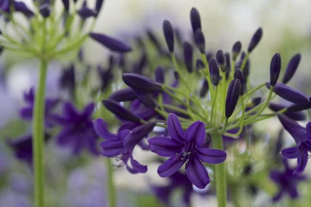 African lily 'Indigo Dreams'