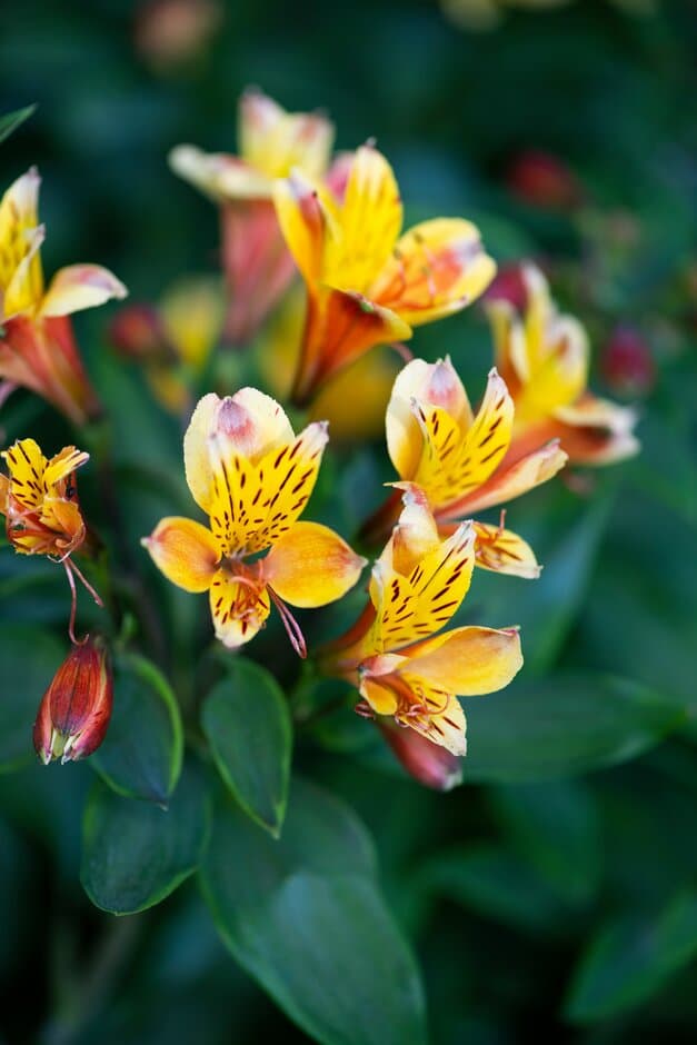 Peruvian lily [Summer Breeze]