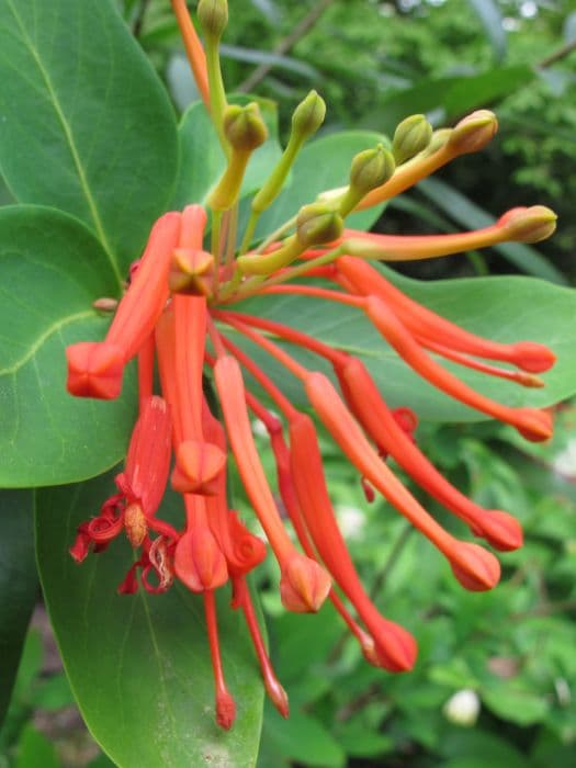 Chilean fire bush 'Inca Flame'