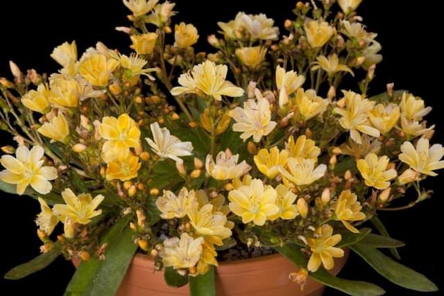 Lewisia 'Little Mango'