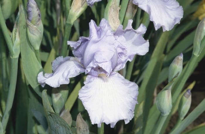 iris 'Clear Morning Sky'