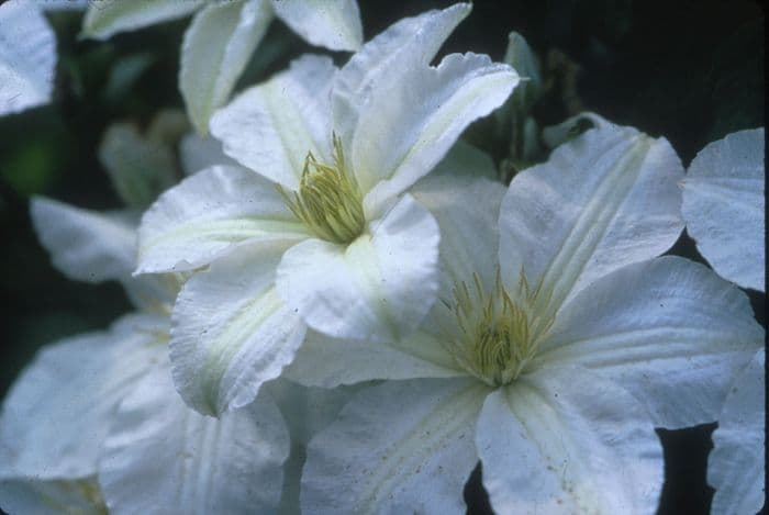 clematis 'John Huxtable'