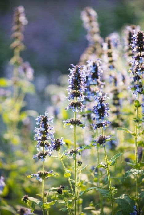 Clark's catmint