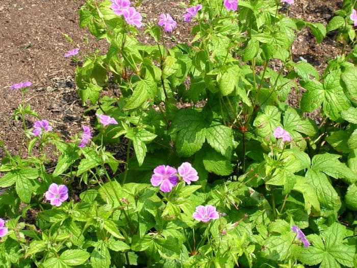 knotted cranesbill 'Whiteleaf'