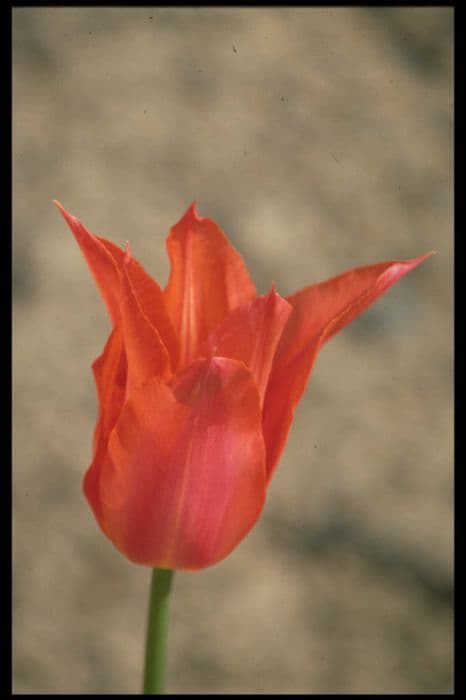 Tulip 'Marjolein'