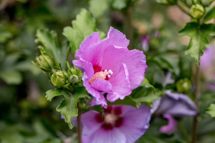 rose of Sharon 'Mauve Queen'