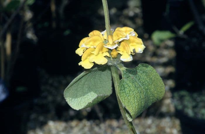 golden-leaved Jerusalem sage