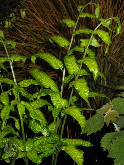 bamboo fern 'Flavomaculata'