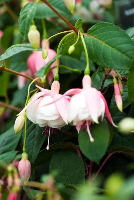 fuchsia 'Nancy Lou'