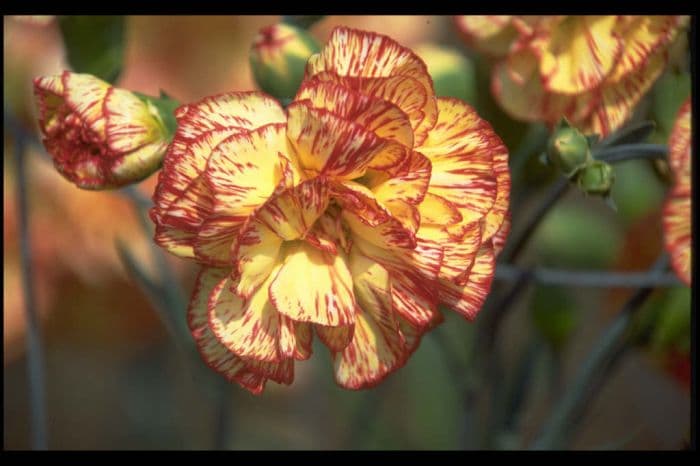 border carnation 'Howard Hitchcock'