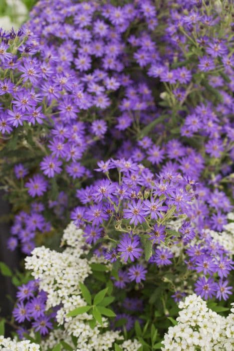 Scilly daisy bush 'Master Michael'