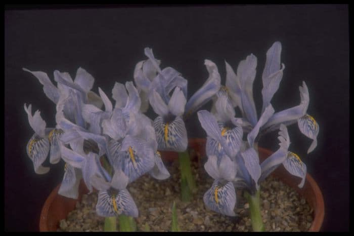 iris 'Sheila Ann Germaney'