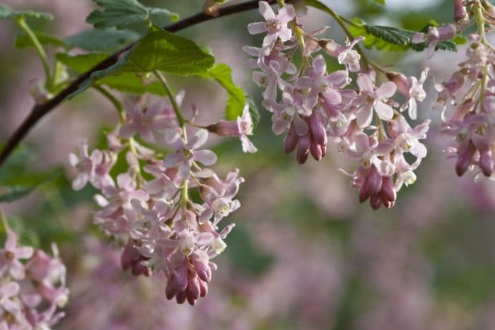 flowering currant 'Tydeman's White'