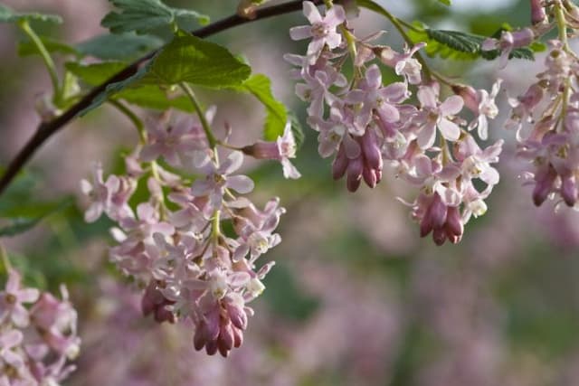 Flowering currant 'Tydeman's White'