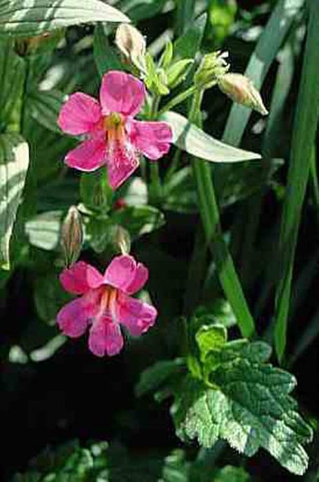 great purple monkey flower