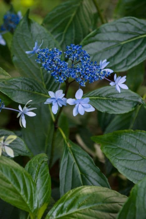 hydrangea 'Jogasaki'