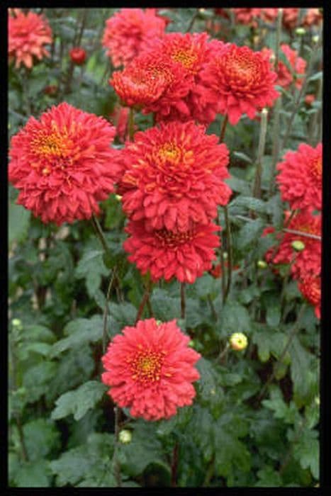 chrysanthemum 'Cherry Nathalie'