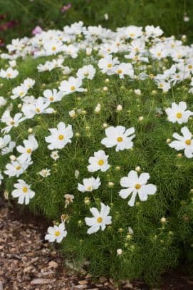 cosmea 'Casanova White'