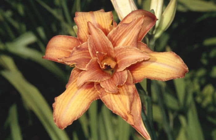 double yellow daylily