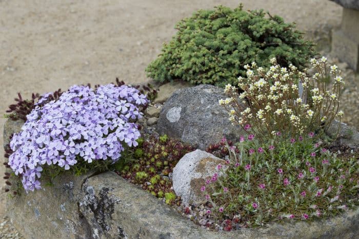 mountain everlasting