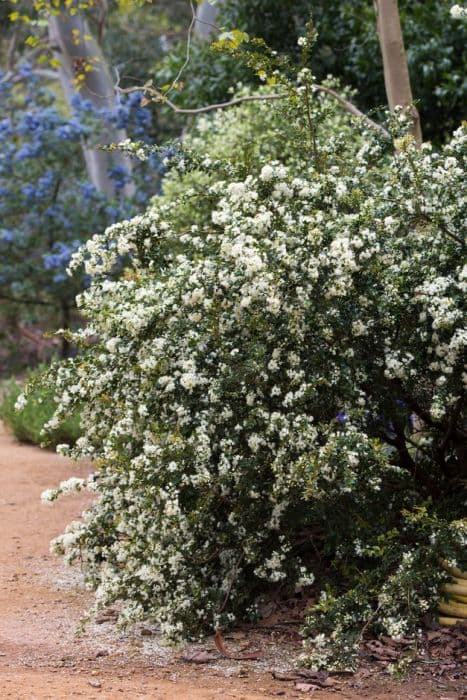 Chilean myrtle