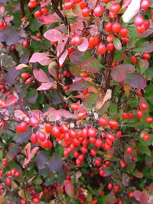 Japanese barberry 'Red Rocket'