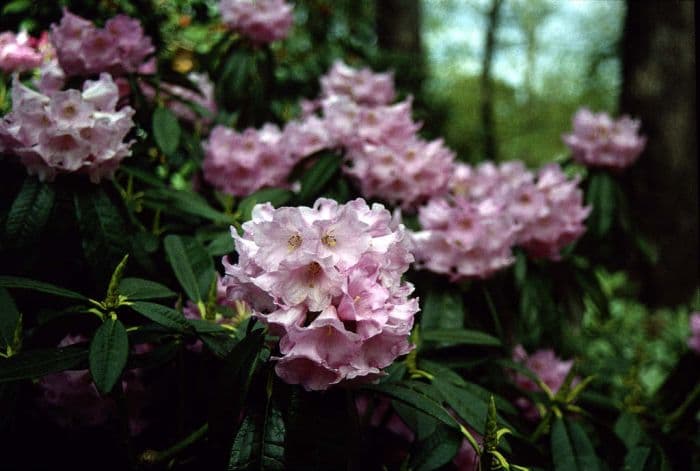 rhododendron 'Chinese Silver'