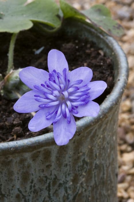 large blue hepatica 'Elison Spence'