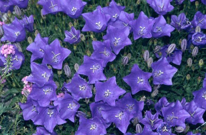 American harebell