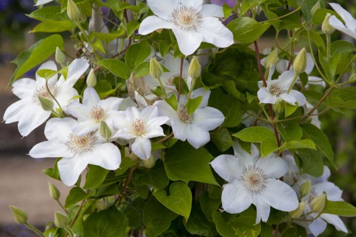 clematis 'Valge Daam'