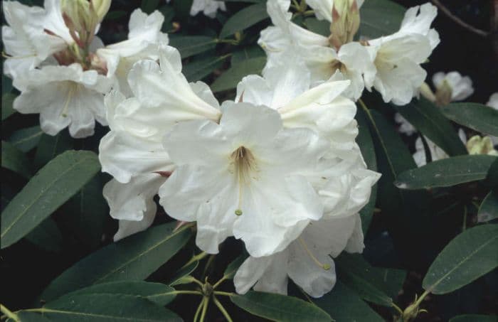 rhododendron 'Lodauric Iceberg'