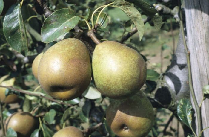 pear 'Doyenné du Comice'