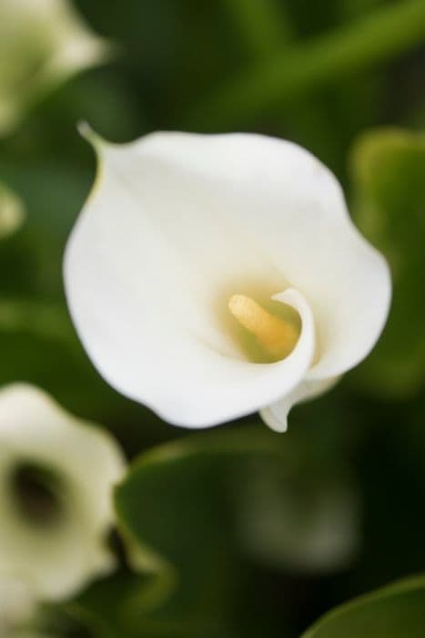 arum lily 'White Flirt'