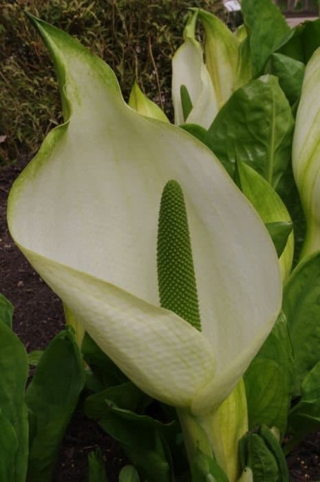 Lysichiton hybrid