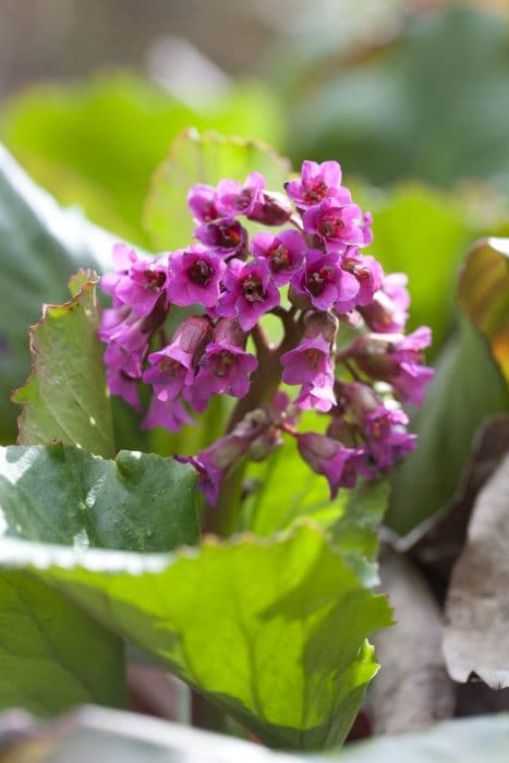 elephant's ears 'Abendglocken'