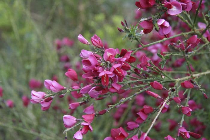 broom 'Boskoop Ruby'