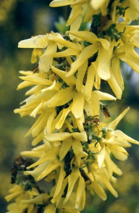 forsythia 'Lynwood Variety'