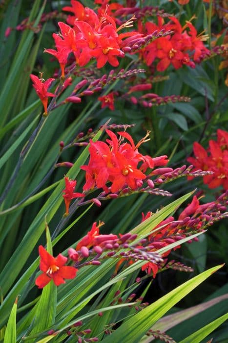 montbretia 'Vulcan'