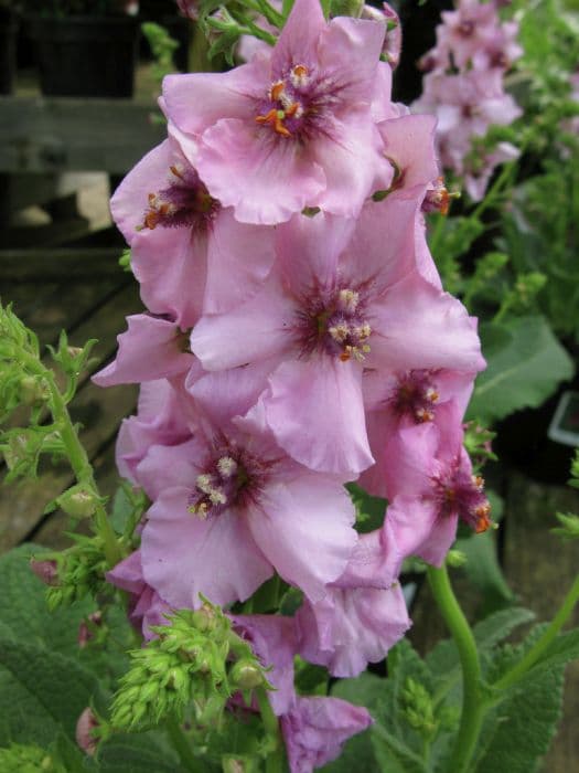 mullein 'Pink Kisses'