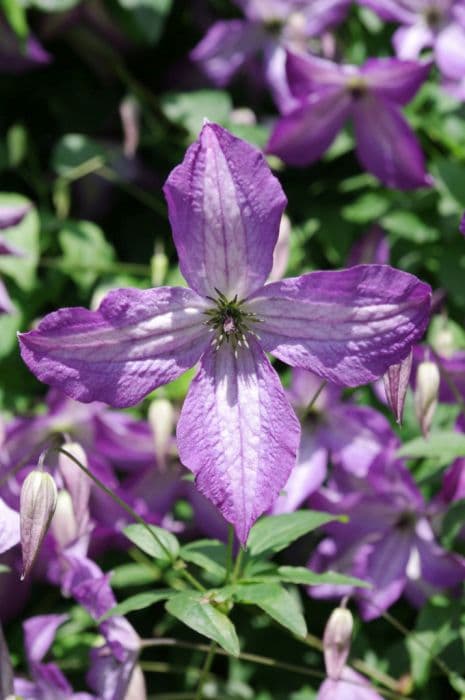 clematis 'Poldice'