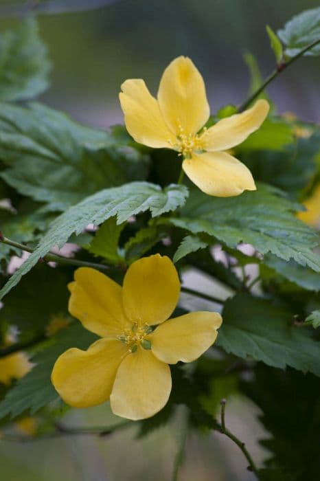 Japanese rose 'Golden Guinea'