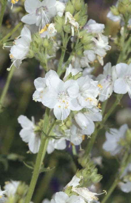 Jacob's ladder white form