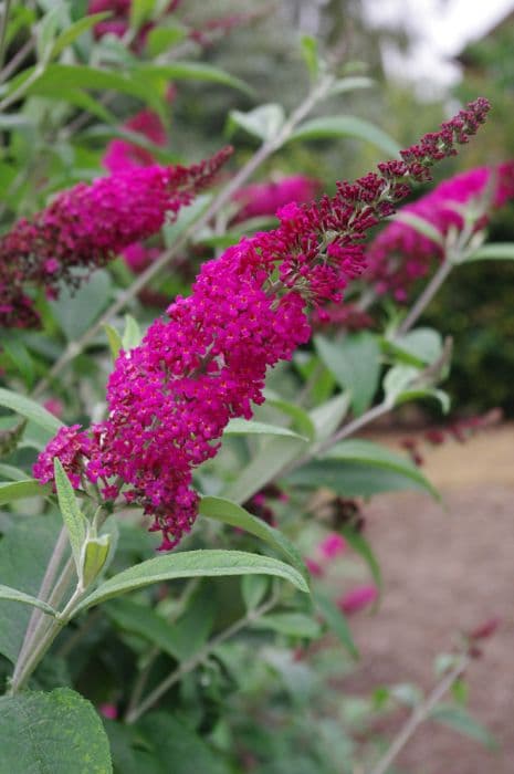 butterfly bush 'Miss Ruby'