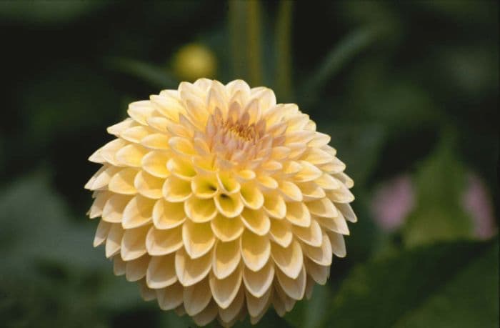 dahlia 'Jeanette Carter'